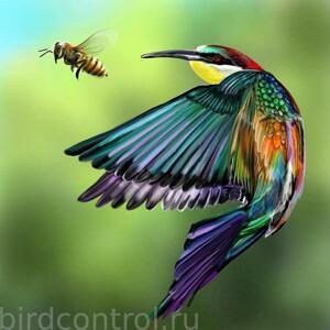 thechase-bee-bee-eater-beeeaterbird-david-burles