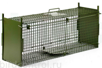 Гуманная живоловка для крупных животных -енотовидок, росомах, лисиц и собак и др.
