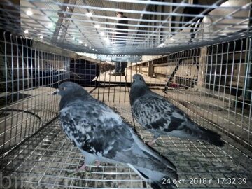 IMG_20181024_173239_DRO_новый размер