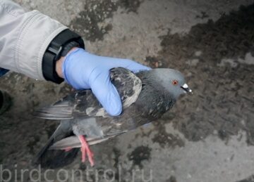 IMG_20190712_090330_новый размер