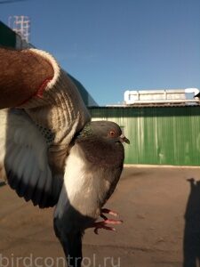 IMG_20180809_185200_новый размер