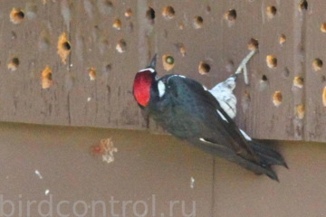 woodpecker-building-damage-1024x639